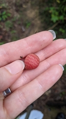 Kokkocynips imbricariae