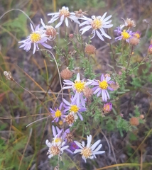 Aster hispidus