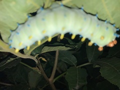 Hyalophora cecropia