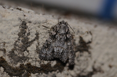 Acronicta marmorata