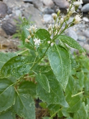 Ageratina occidentalis