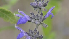 Salvia melissodora