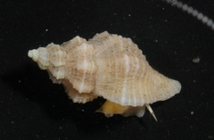Vokesinotus perrugatus