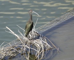 Plegadis chihi