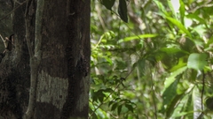 Rhynchonycteris naso