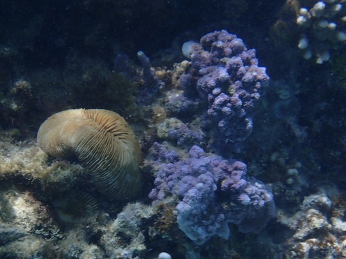 Pleuractis paumotensis observed 2022-09-03