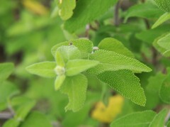 Salvia melissodora