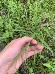 Panicum philadelphicum