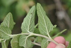 Salvia melissodora