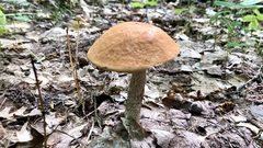 Leccinum aurantiacum