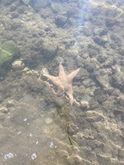 Dermasterias imbricata