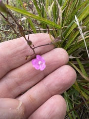 Agalinis decemloba
