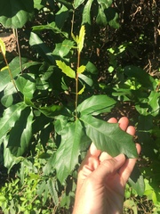 Photinia serratifolia