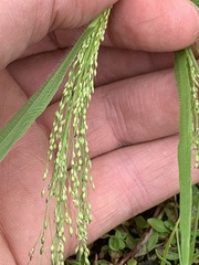 Panicum philadelphicum