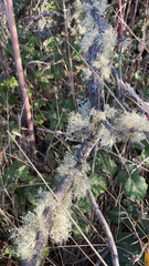 Usnea hirta
