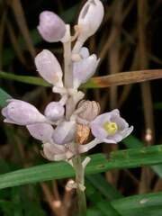 Liriope spicata