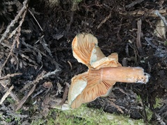 Lactarius deterrimus