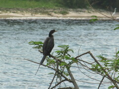 Microcarbo africanus