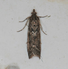 Pyla fusca