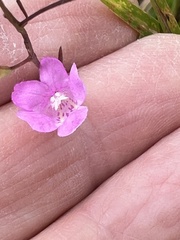 Agalinis decemloba