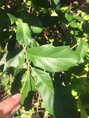Photinia serratifolia