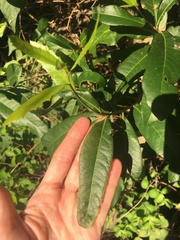 Photinia serratifolia