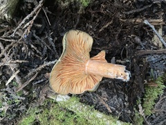 Lactarius deterrimus