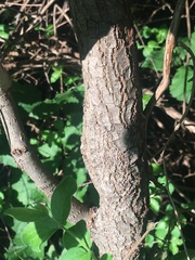 Photinia serratifolia