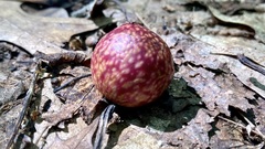Amphibolips quercusjuglans