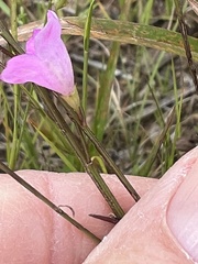 Agalinis decemloba