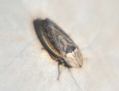 Prairiana sidana