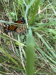 Danaus plexippus