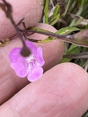 Agalinis decemloba