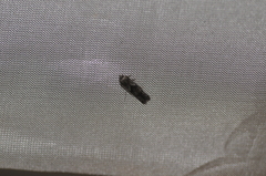 Blastobasis glandulella