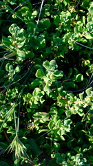 Tetragonia decumbens