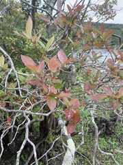 Vaccinium corymbosum