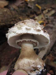 Chlorophyllum rhacodes