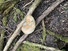 Lactarius deterrimus