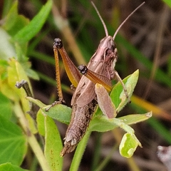 Pseudochorthippus montanus