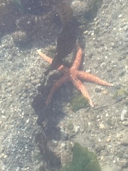 Evasterias troschelii