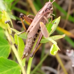 Pseudochorthippus montanus