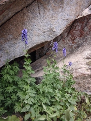 Aconitum talassicum