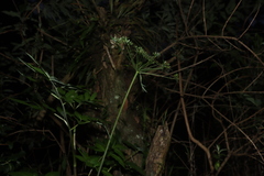 Arracacia