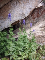 Aconitum talassicum