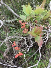 Vaccinium corymbosum