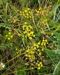 Bupleurum scorzonerifolium