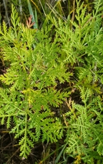 Artemisia gmelinii