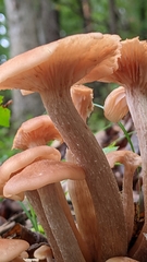Desarmillaria