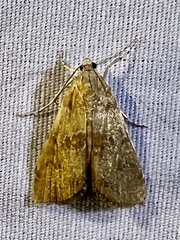 Elophila