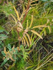 Sanguisorba tenuifolia